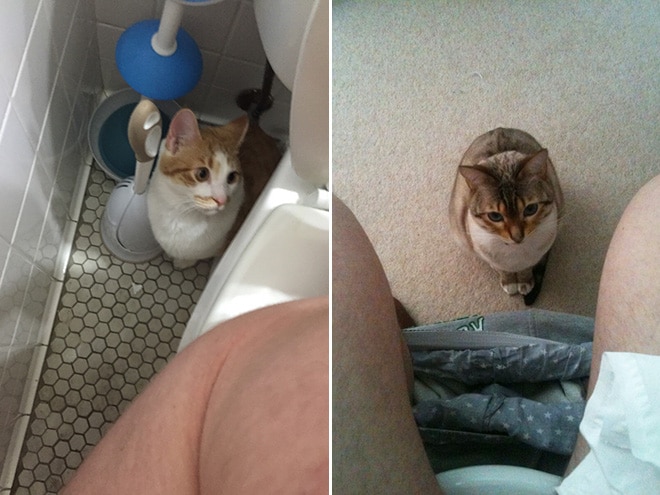 кот сидит рядом с хозяином в туалете
