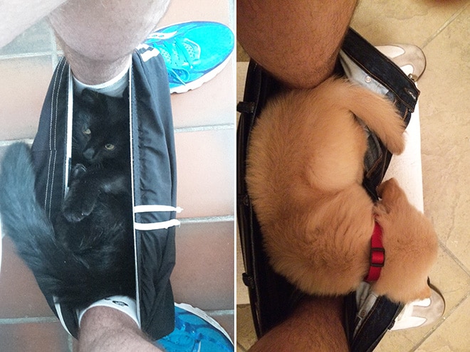 кот и собака спят в штанах хозяина
