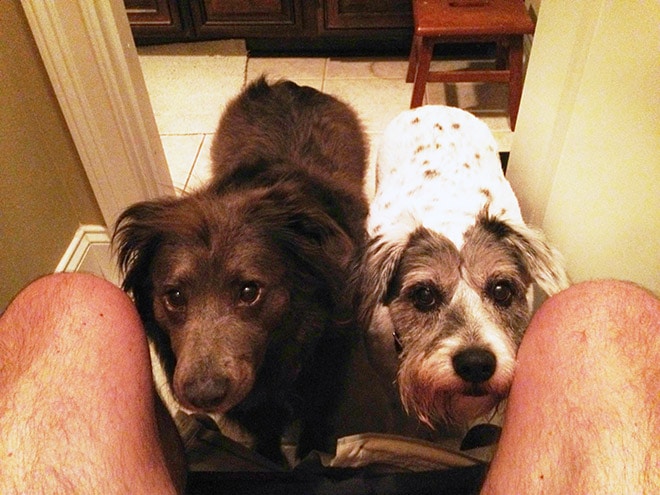 две собаки в туалете