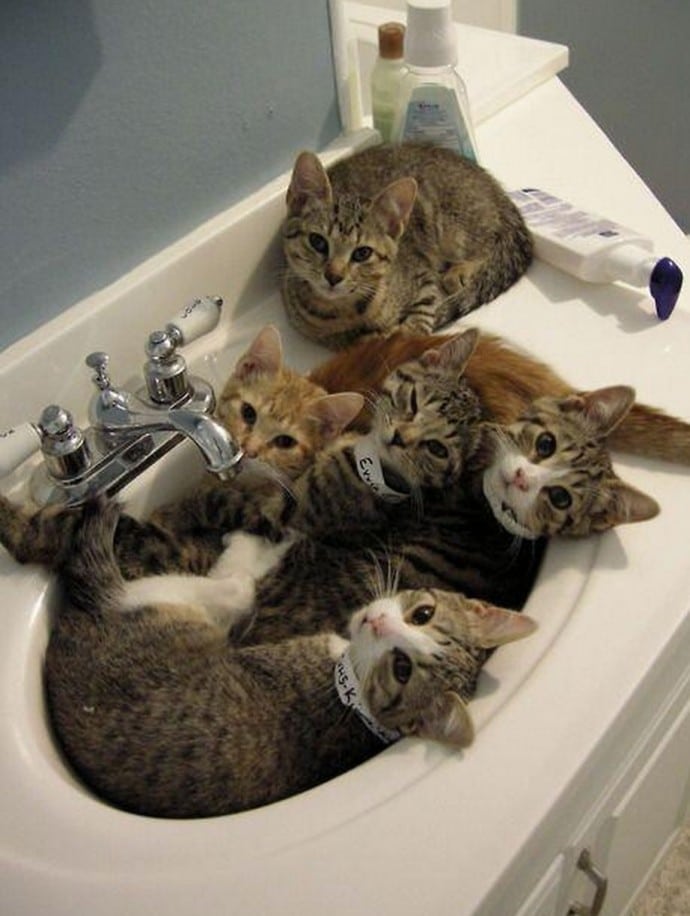 коты лежат в раковине