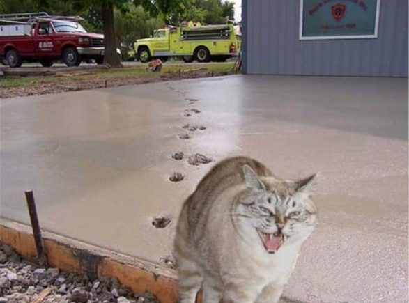 кот прошелся по мокрому цементу