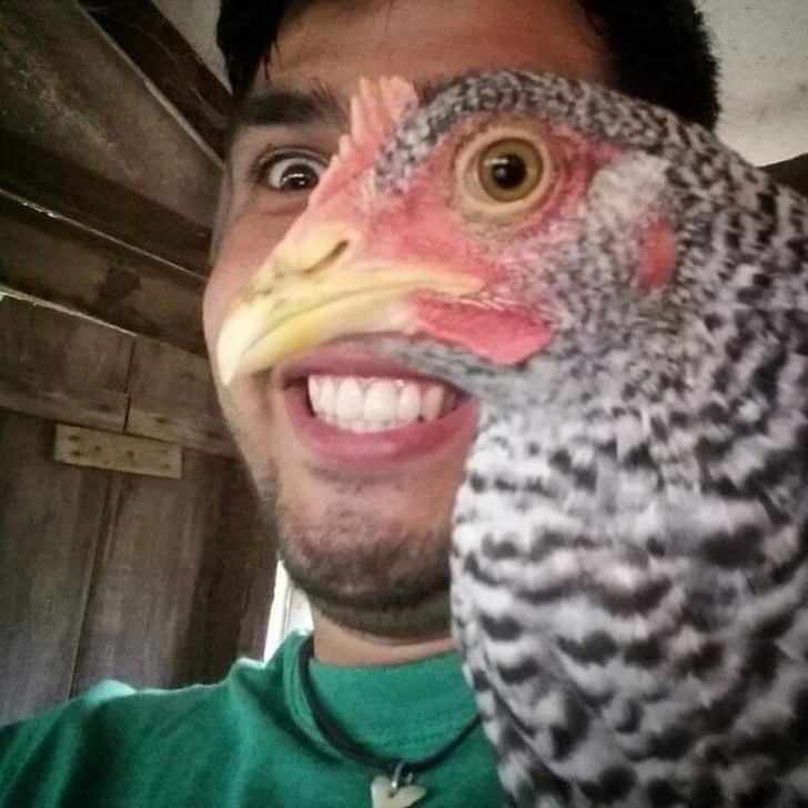глаз курицы