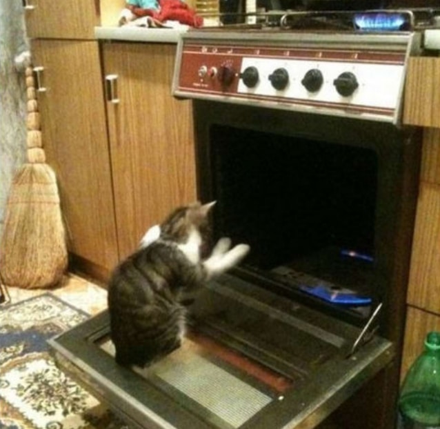 кот греет лапы возле духовки