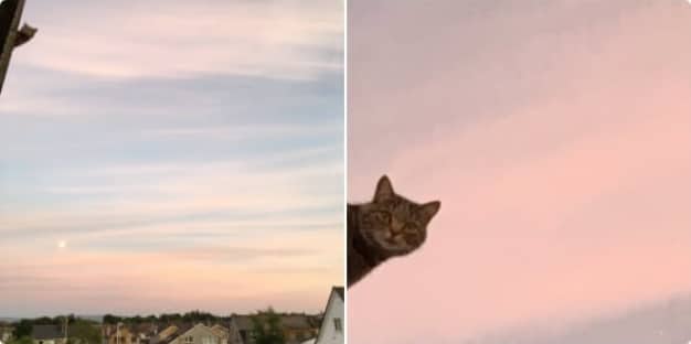кот на фоне неба