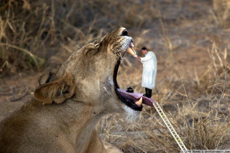 мужчина чистит зубы львице