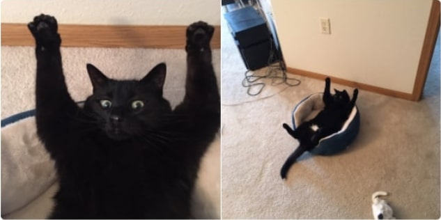 черный кот с лапами вверх