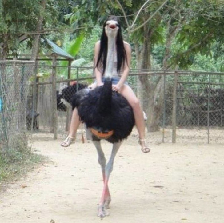 девушка верхом на страусе
