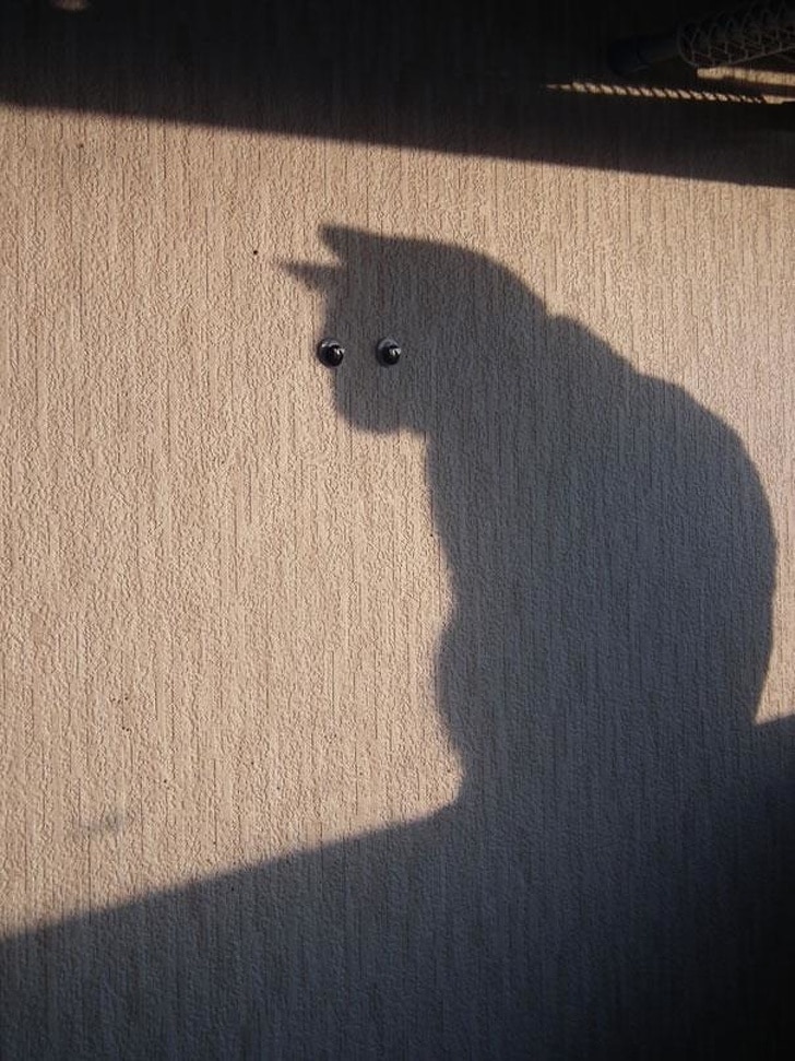 тень кота на стене