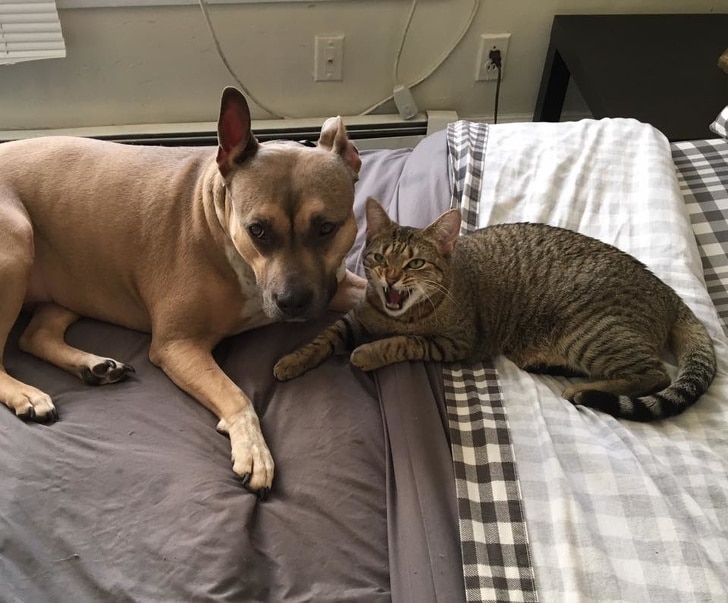 полосатый кот и собака