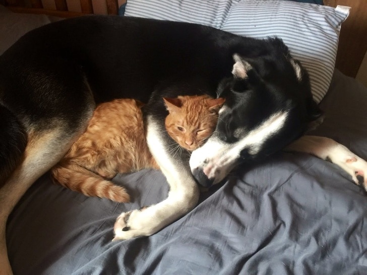 рыжий кот спит рядом с собакой