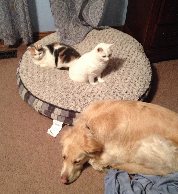 коты сидят на подушке собаки