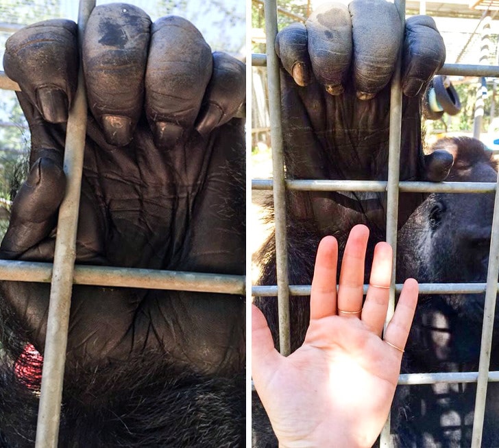 рука гориллы