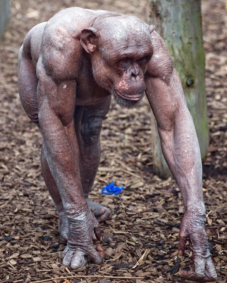 лысый шимпанзе
