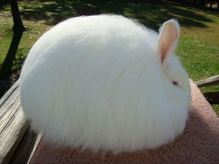 пушистый белый кролик