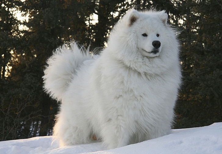 белая собака на снегу