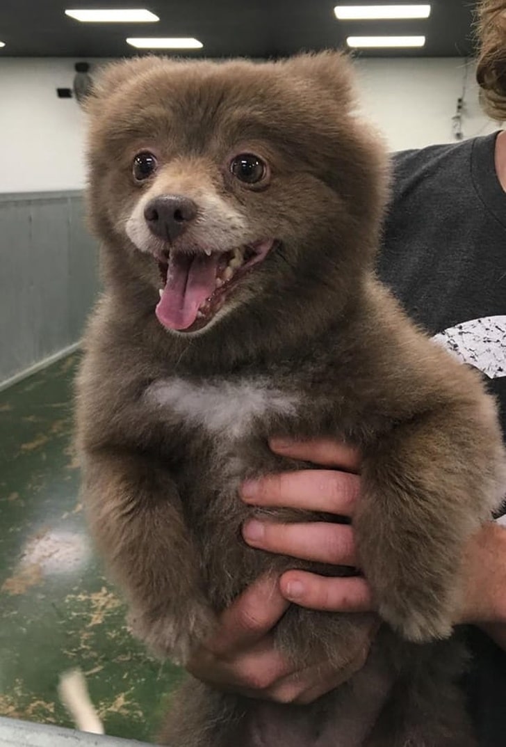 щенок похожий на медвежонка