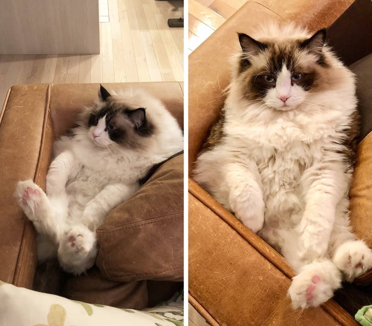 пушистый кот на диване