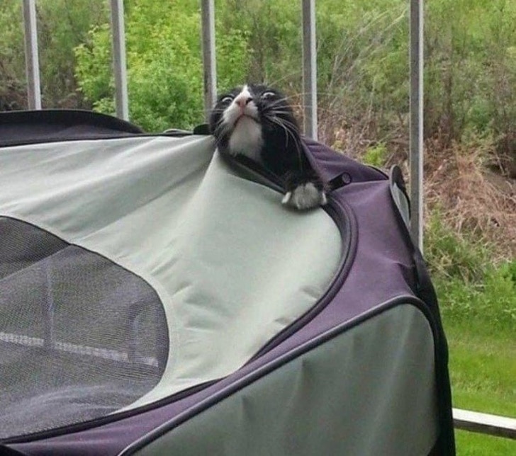 черный кот в палатке