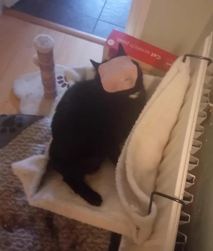 черный кот с колбасой на морде