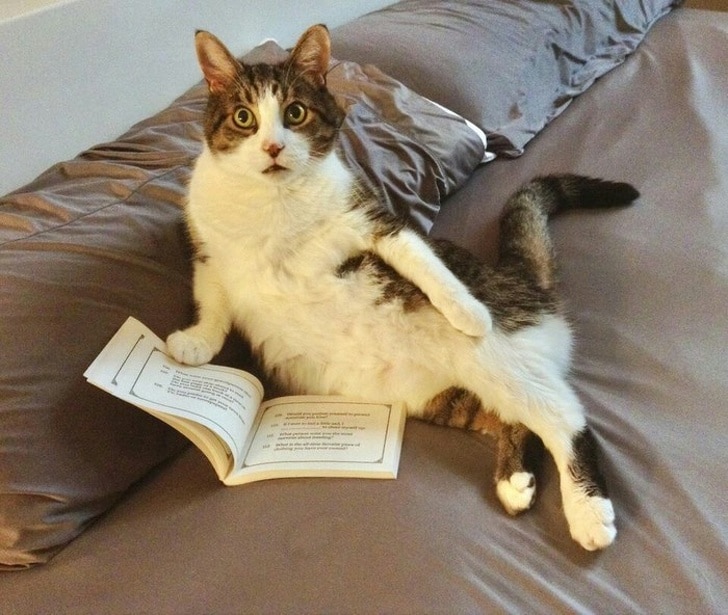 кот читает книгу