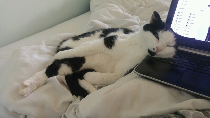 черно-белый кот спит головой на ноутбуке