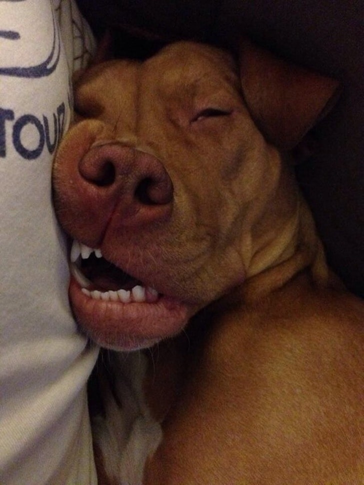 собака спит с открытым ртом
