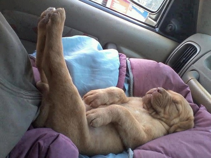 собака спит в машине лапами вверх