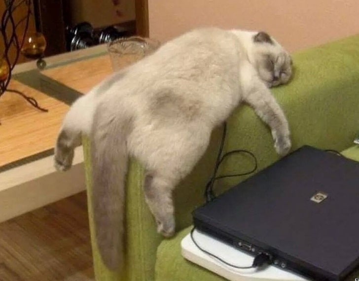 серый кот спит на спинке дивана