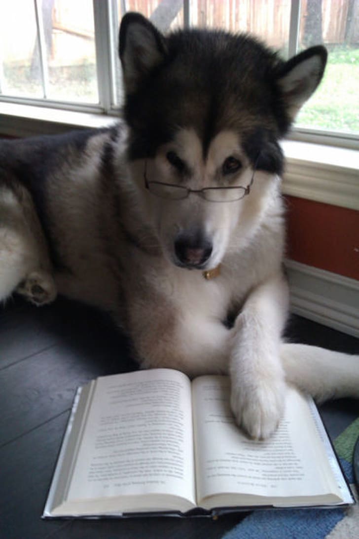 собака в очках и с книгой