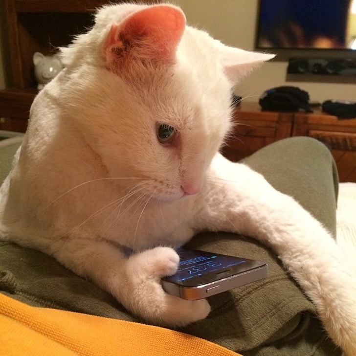 белый кот с телефоном в лапе