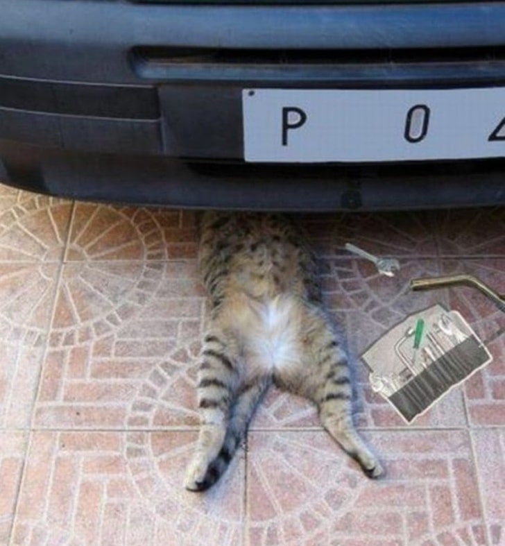 полосатая кошка под машиной