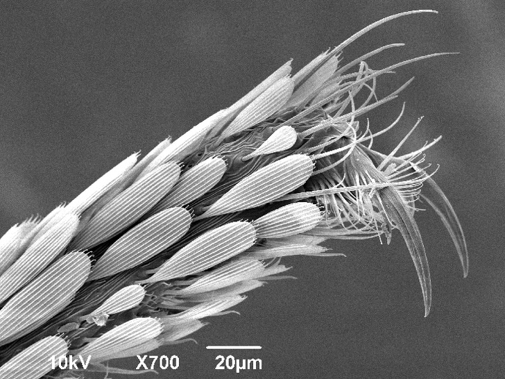 Необычное в обычном: 10+ удивительных фото повседневных вещей под микроскопом