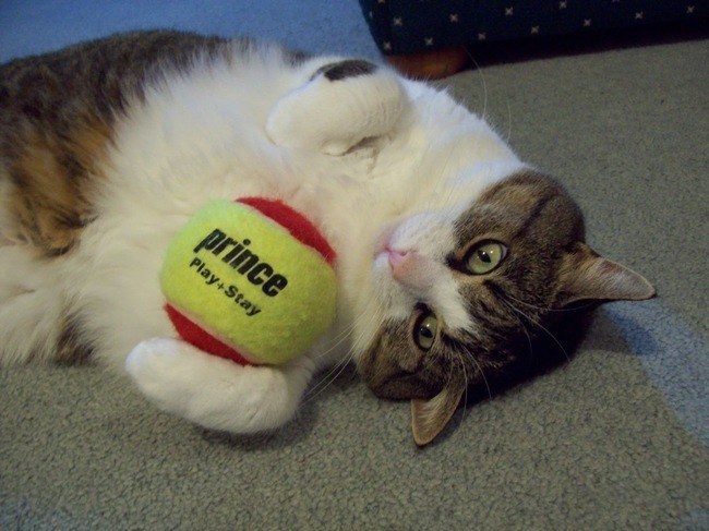 кот с мячиком