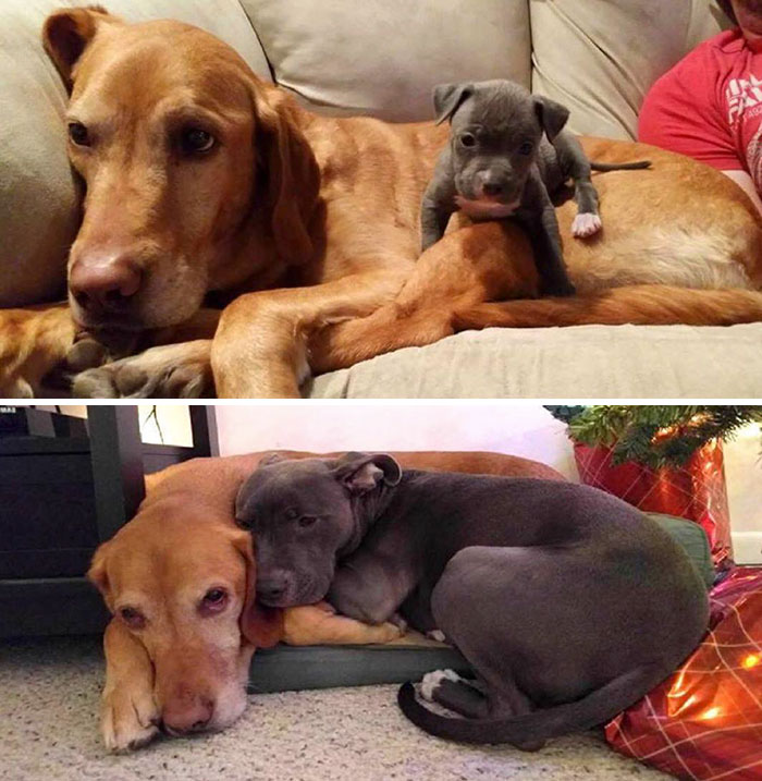 Взрослая собака и щенок, они же через несколько лет