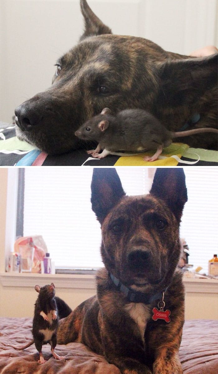 Крыса и щенок и они же во взромслом возрасте
