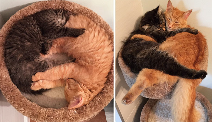 Два кота лежат обнявшись на лежанке, они же в дестве