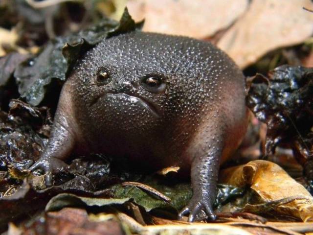 Черная жаба с гримасой