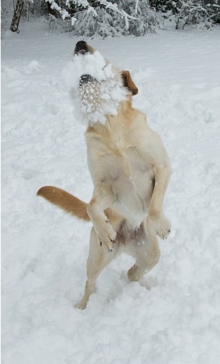 собака получила снежком по морде