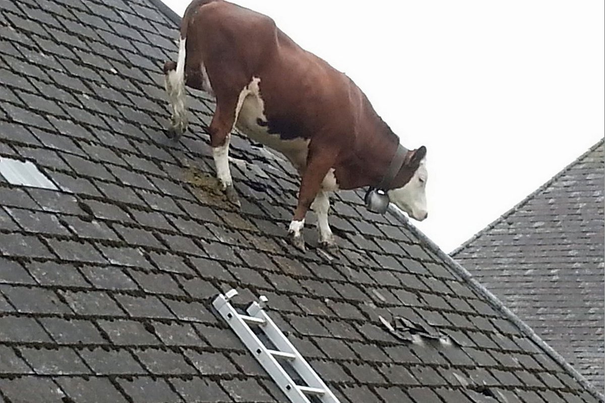 корова на крыше