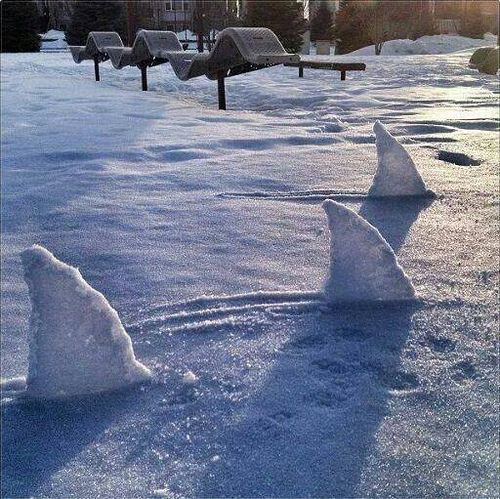 акульи плавники из снега