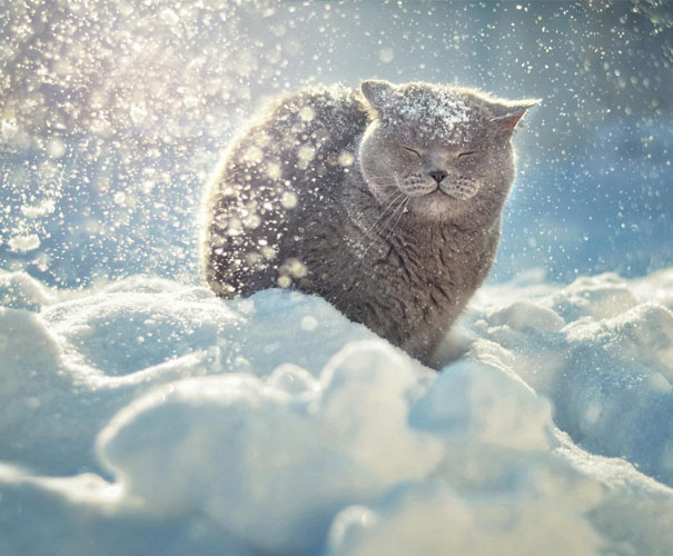 серый кот на снегу