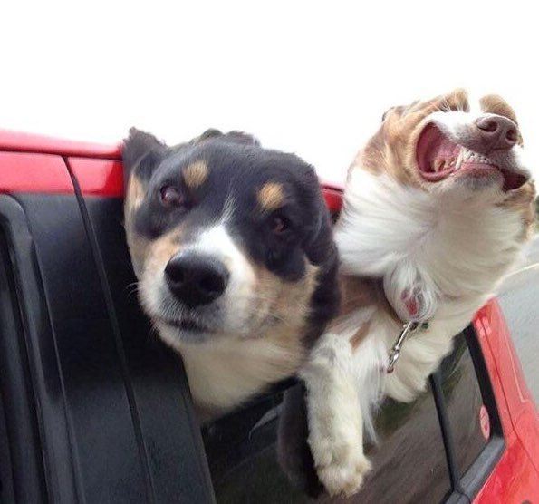 собаки в окне автомобиля