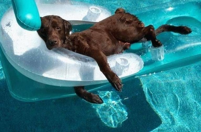 Собака плавает на надувном матрасе