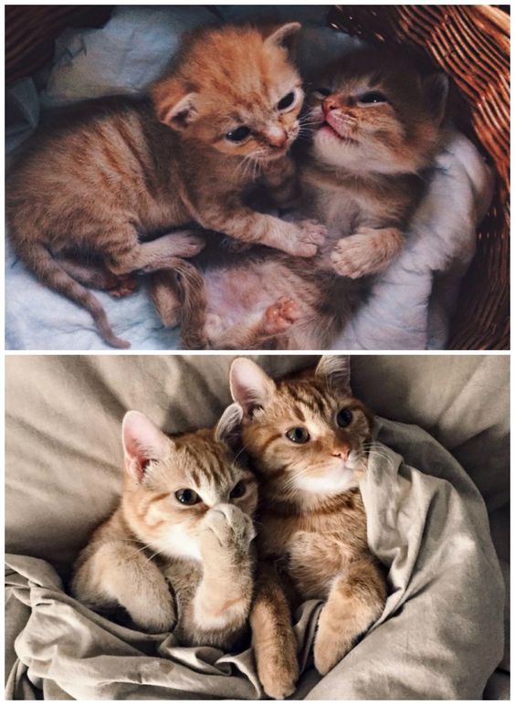 Фото котят и их же фото во взрослом возрасте