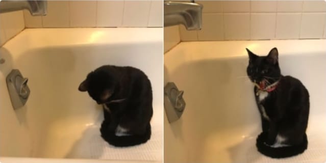черный кот сидит в ванне
