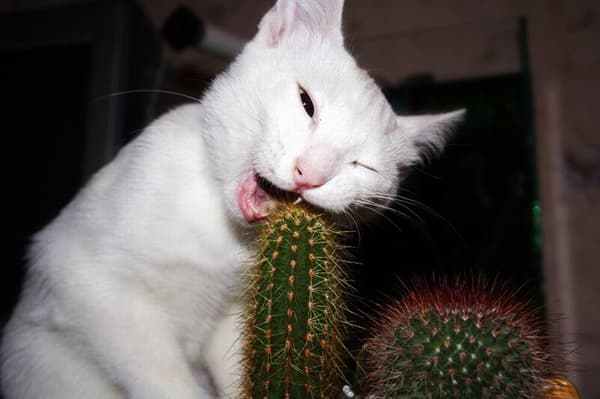 белый кот ест кактус