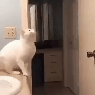 белый кот прыгает на дверь