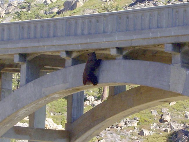 медведь висит на мосту