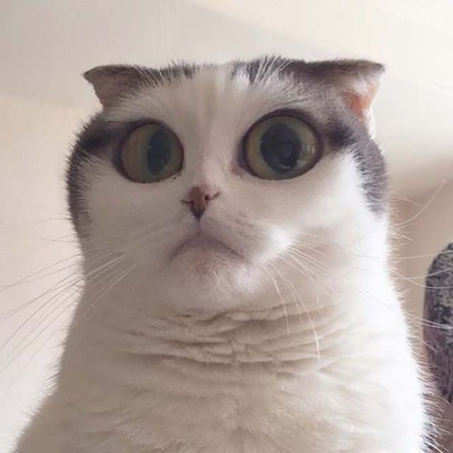 белый кот с большими глазами