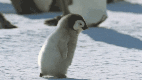 пингвиненок бежит